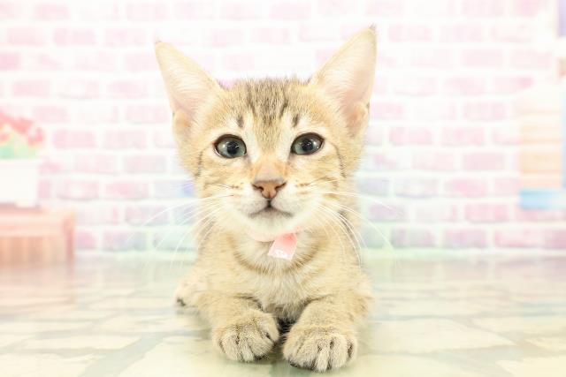 東京都のエジプシャンマウ (Coo&RIKU中野サンモール店/2025年11月2日生まれ/女の子/ブロンズ)の子猫の1枚目の画像