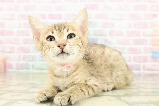 東京都のエジプシャンマウ (Coo&RIKU中野サンモール店/2025年11月2日生まれ/女の子/ブロンズ)の子猫の2枚目の画像