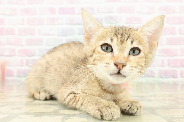 東京都のエジプシャンマウ (Coo&RIKU中野サンモール店/2025年11月2日生まれ/女の子/ブロンズ)の子猫の3枚目の画像