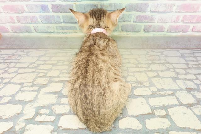 東京都のエジプシャンマウ (Coo&RIKU中野サンモール店/2025年11月2日生まれ/女の子/ブロンズ)の子猫の4枚目の画像