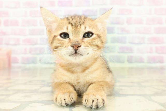 東京都のエジプシャンマウ (Coo&RIKU新宿三丁目店/2025年11月2日生まれ/女の子/ブロンズ)の子猫の1枚目の画像