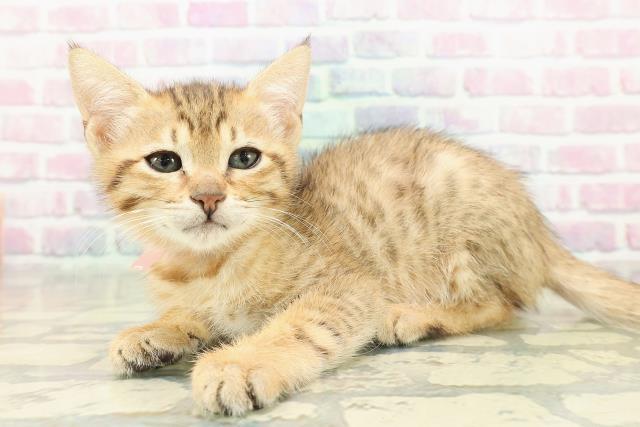 東京都のエジプシャンマウ (Coo&RIKU新宿三丁目店/2025年11月2日生まれ/女の子/ブロンズ)の子猫の2枚目の画像