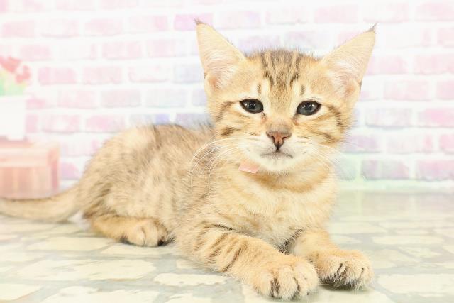 東京都のエジプシャンマウ (Coo&RIKU新宿三丁目店/2025年11月2日生まれ/女の子/ブロンズ)の子猫の3枚目の画像