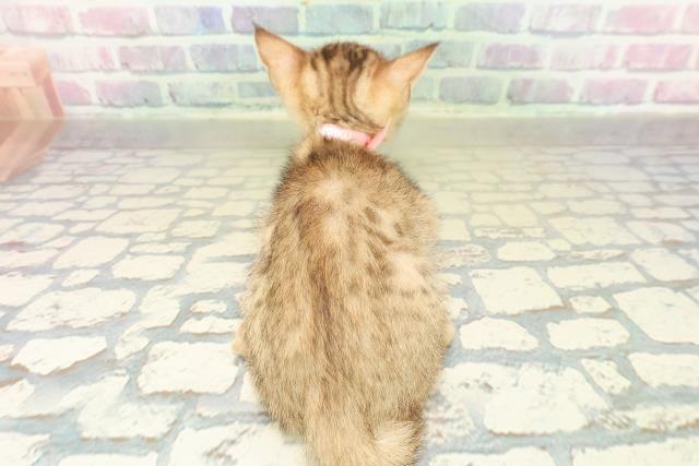 東京都のエジプシャンマウ (Coo&RIKU新宿三丁目店/2025年11月2日生まれ/女の子/ブロンズ)の子猫の4枚目の画像