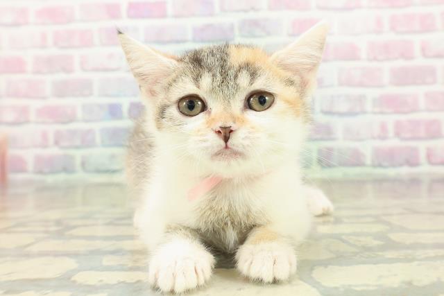 埼玉県のブリティッシュショートヘアー (Coo&RIKUヤオコー幸手店/2025年10月11日生まれ/女の子/ブラウンパッチドタビーホワイト)の子猫の1枚目の画像