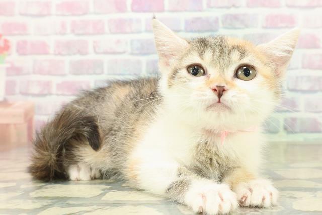 埼玉県のブリティッシュショートヘアー (Coo&RIKUヤオコー幸手店/2025年10月11日生まれ/女の子/ブラウンパッチドタビーホワイト)の子猫の3枚目の画像