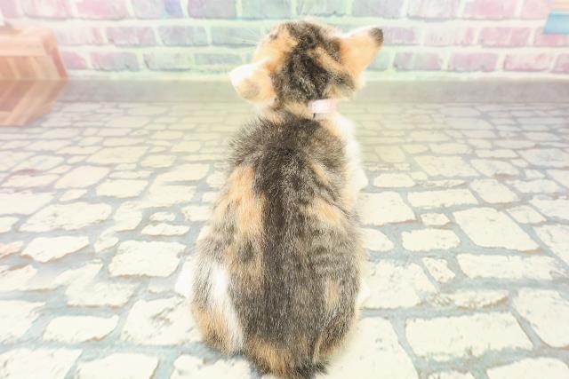 埼玉県のブリティッシュショートヘアー (Coo&RIKUヤオコー幸手店/2025年10月11日生まれ/女の子/ブラウンパッチドタビーホワイト)の子猫の4枚目の画像