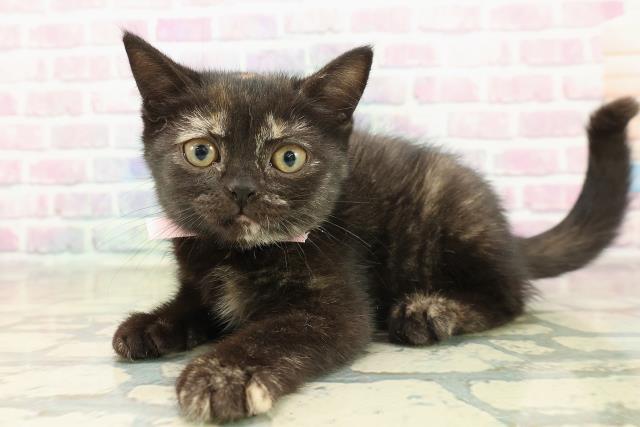 福島県のブリティッシュショートヘアー (Coo&RIKUいわき店/2025年10月11日生まれ/女の子/トーティー)の子猫の2枚目の画像