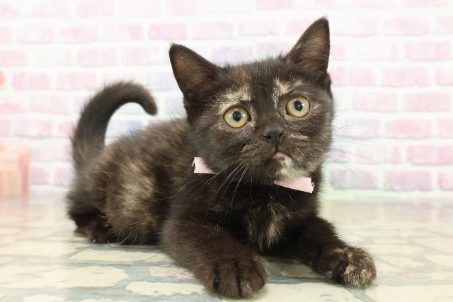 福島県のブリティッシュショートヘアー (Coo&RIKUいわき店/2025年10月11日生まれ/女の子/トーティー)の子猫の3枚目の画像