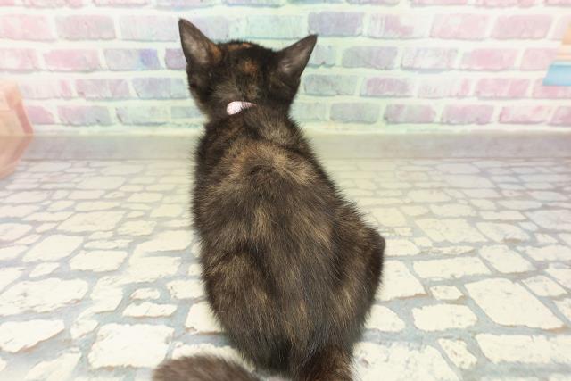 福島県のブリティッシュショートヘアー (Coo&RIKUいわき店/2025年10月11日生まれ/女の子/トーティー)の子猫の4枚目の画像