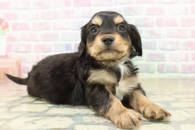 青森県のチワックス(チワワ×ダックス) (Coo&RIKU弘前店/2025年11月9日生まれ/男の子/ブラックタンホワイト)の子犬の3枚目の画像