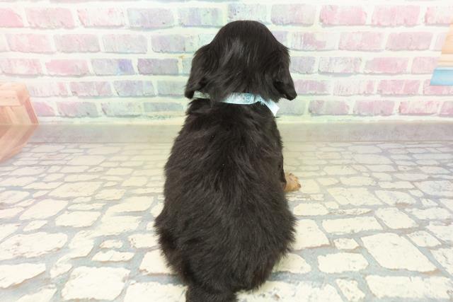 青森県のチワックス(チワワ×ダックス) (Coo&RIKU弘前店/2025年11月9日生まれ/男の子/ブラックタンホワイト)の子犬の4枚目の画像