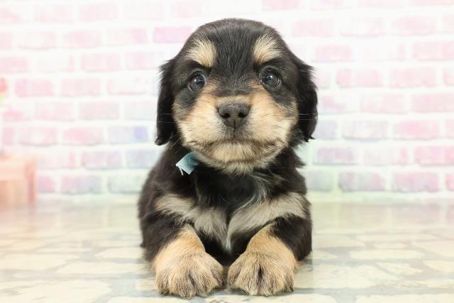 山形県のチワックス(チワワ×ダックス) (Coo&RIKUイオンタウン酒田店/2025年11月9日生まれ/男の子/ブラックタンホワイト)の子犬の1枚目の画像