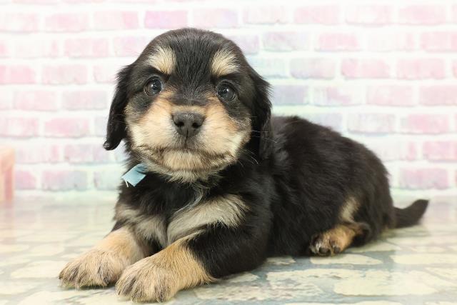 山形県のチワックス(チワワ×ダックス) (Coo&RIKUイオンタウン酒田店/2025年11月9日生まれ/男の子/ブラックタンホワイト)の子犬の2枚目の画像