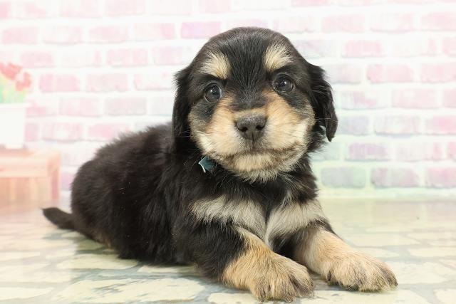 山形県のチワックス(チワワ×ダックス) (Coo&RIKUイオンタウン酒田店/2025年11月9日生まれ/男の子/ブラックタンホワイト)の子犬の3枚目の画像