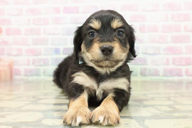 長野県のチワックス(チワワ×ダックス) (Coo&RIKU綿半中野店/2025年11月9日生まれ/男の子/ブラックタンホワイト)の子犬の1枚目の画像