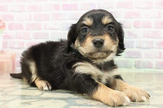 長野県のチワックス(チワワ×ダックス) (Coo&RIKU綿半中野店/2025年11月9日生まれ/男の子/ブラックタンホワイト)の子犬の3枚目の画像