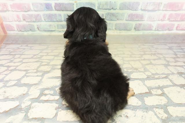 長野県のチワックス(チワワ×ダックス) (Coo&RIKU綿半中野店/2025年11月9日生まれ/男の子/ブラックタンホワイト)の子犬の4枚目の画像