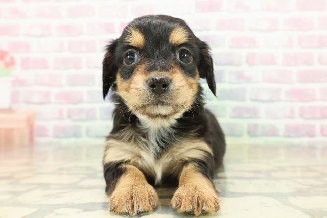 青森県のチワックス(チワワ×ダックス) (Coo&RIKU青森店/2025年11月9日生まれ/女の子/ブラックタンホワイト)の子犬の1枚目の画像