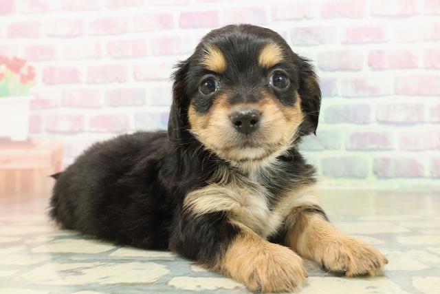 青森県のチワックス(チワワ×ダックス) (Coo&RIKU青森店/2025年11月9日生まれ/女の子/ブラックタンホワイト)の子犬の3枚目の画像