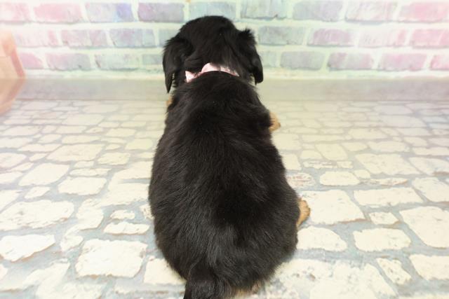 青森県のチワックス(チワワ×ダックス) (Coo&RIKU青森店/2025年11月9日生まれ/女の子/ブラックタンホワイト)の子犬の4枚目の画像