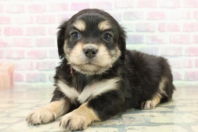 青森県のチワックス(チワワ×ダックス) (Coo&RIKU八戸店/2025年11月9日生まれ/女の子/ブラックタンホワイト)の子犬の2枚目の画像