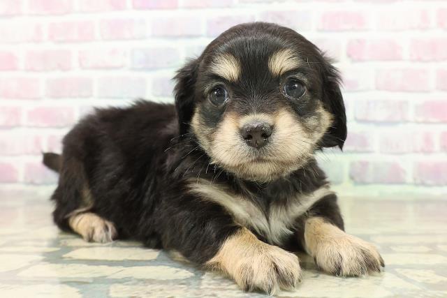 青森県のチワックス(チワワ×ダックス) (Coo&RIKU八戸店/2025年11月9日生まれ/女の子/ブラックタンホワイト)の子犬の3枚目の画像