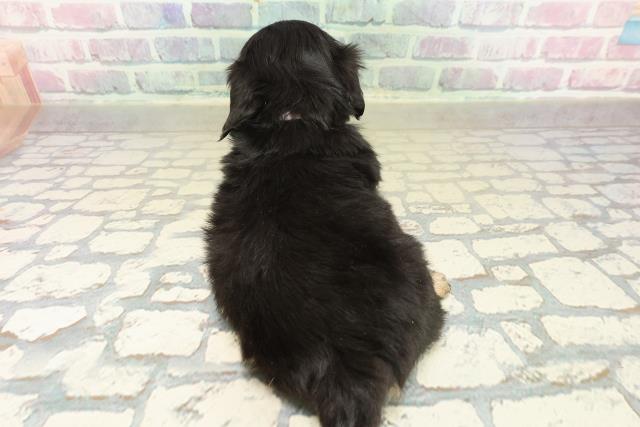 青森県のチワックス(チワワ×ダックス) (Coo&RIKU八戸店/2025年11月9日生まれ/女の子/ブラックタンホワイト)の子犬の4枚目の画像