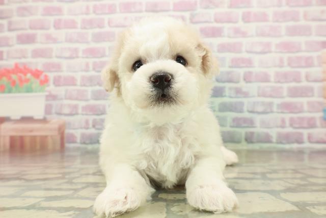 山形県のビションフリーゼ (Coo&RIKUイオンタウン酒田店/2025年11月9日生まれ/男の子/ホワイト)の子犬の1枚目の画像