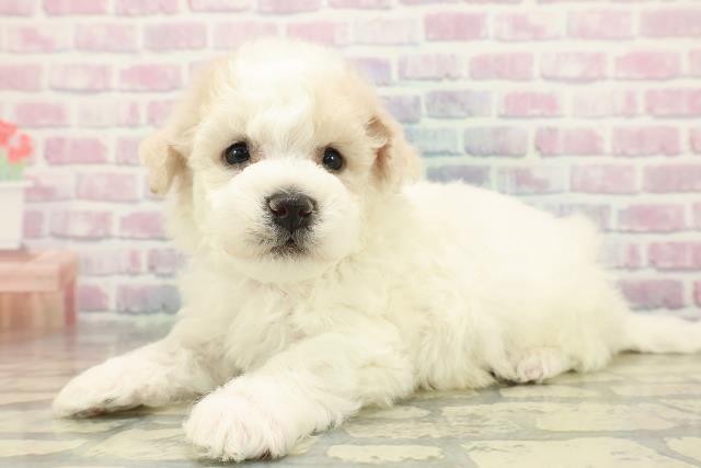 山形県のビションフリーゼ (Coo&RIKUイオンタウン酒田店/2025年11月9日生まれ/男の子/ホワイト)の子犬の2枚目の画像