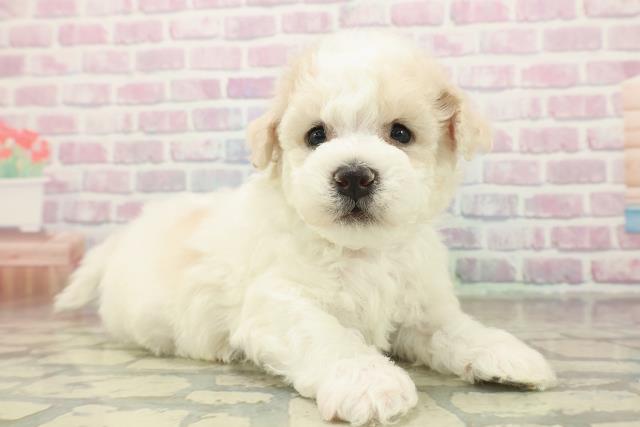 山形県のビションフリーゼ (Coo&RIKUイオンタウン酒田店/2025年11月9日生まれ/男の子/ホワイト)の子犬の3枚目の画像