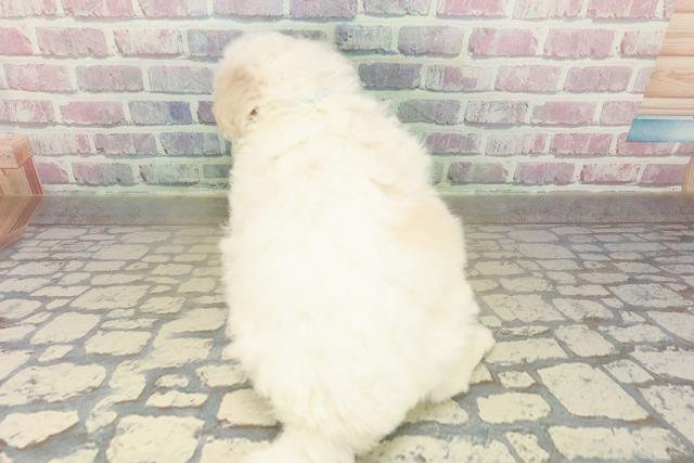 山形県のビションフリーゼ (Coo&RIKUイオンタウン酒田店/2025年11月9日生まれ/男の子/ホワイト)の子犬の4枚目の画像