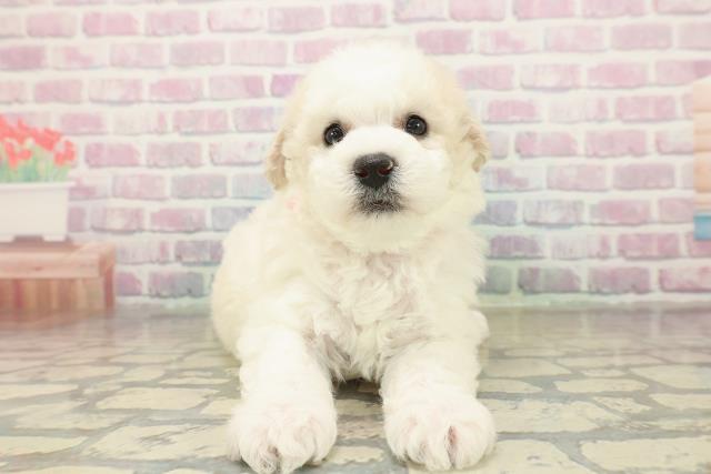 青森県のビションフリーゼ (Coo&RIKU八戸店/2025年11月9日生まれ/女の子/ホワイト)の子犬の1枚目の画像