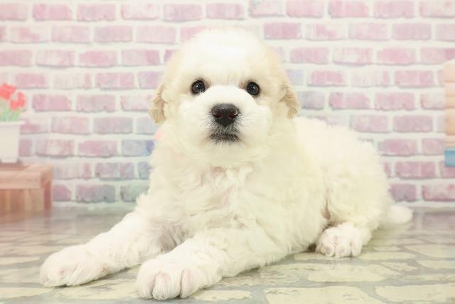 青森県のビションフリーゼ (Coo&RIKU八戸店/2025年11月9日生まれ/女の子/ホワイト)の子犬の2枚目の画像