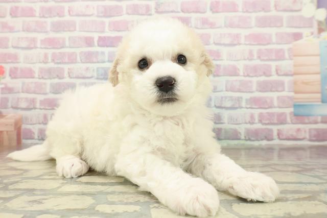 青森県のビションフリーゼ (Coo&RIKU八戸店/2025年11月9日生まれ/女の子/ホワイト)の子犬の3枚目の画像