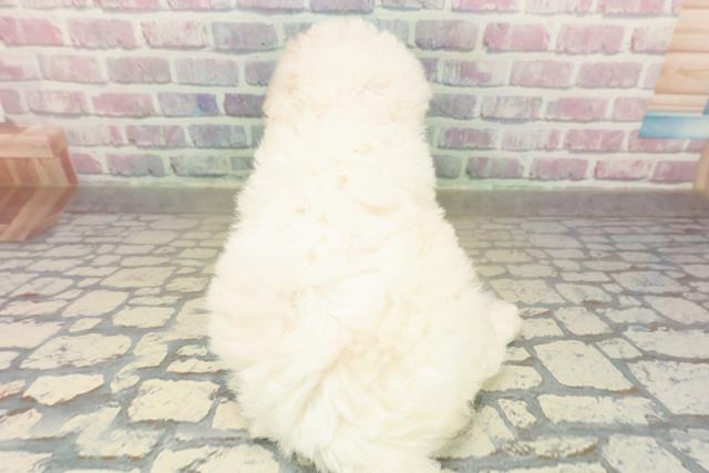 青森県のビションフリーゼ (Coo&RIKU八戸店/2025年11月9日生まれ/女の子/ホワイト)の子犬の4枚目の画像