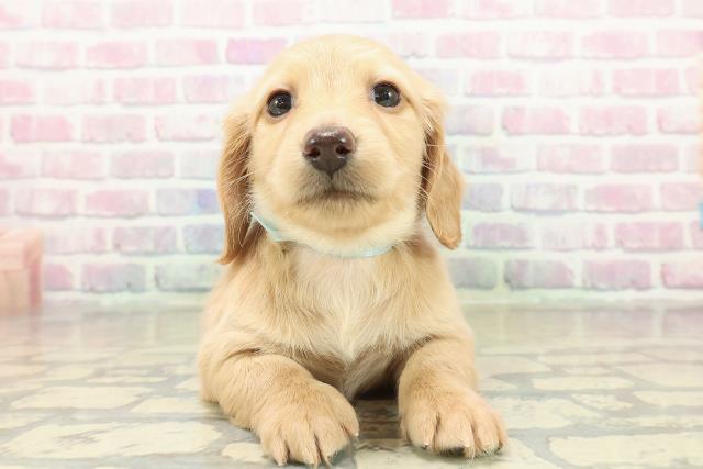 長野県のミニチュアダックスフンド(ロング) (Coo&RIKUコメリパワー長野東部店/2025年11月9日生まれ/男の子/イエロー)の子犬の1枚目の画像