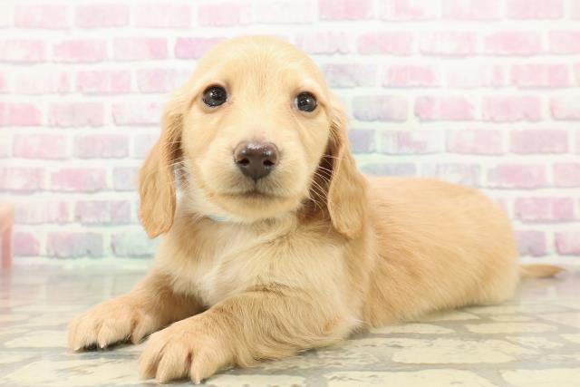 長野県のミニチュアダックスフンド(ロング) (Coo&RIKUコメリパワー長野東部店/2025年11月9日生まれ/男の子/イエロー)の子犬の2枚目の画像