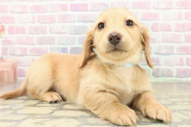 長野県のミニチュアダックスフンド(ロング) (Coo&RIKUコメリパワー長野東部店/2025年11月9日生まれ/男の子/イエロー)の子犬の3枚目の画像