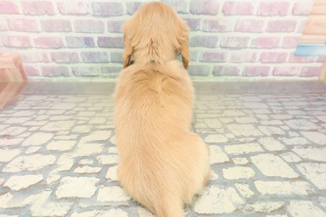 長野県のミニチュアダックスフンド(ロング) (Coo&RIKUコメリパワー長野東部店/2025年11月9日生まれ/男の子/イエロー)の子犬の4枚目の画像