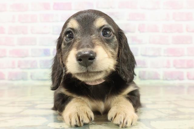 北海道のミニチュアダックスフンド(ロング) (Coo&RIKU札幌東店/2025年11月9日生まれ/女の子/ブラックイエロー)の子犬の1枚目の画像