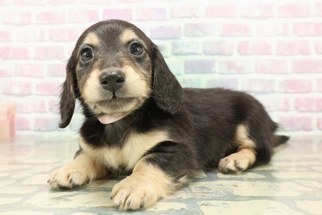 北海道のミニチュアダックスフンド(ロング) (Coo&RIKU札幌東店/2025年11月9日生まれ/女の子/ブラックイエロー)の子犬の2枚目の画像