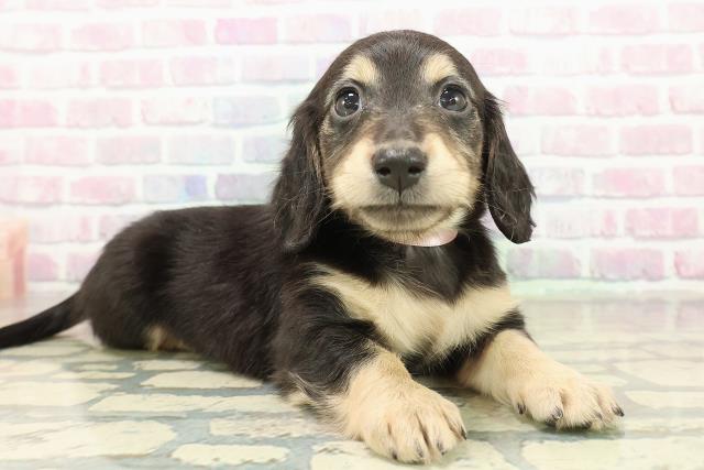 北海道のミニチュアダックスフンド(ロング) (Coo&RIKU札幌東店/2025年11月9日生まれ/女の子/ブラックイエロー)の子犬の3枚目の画像