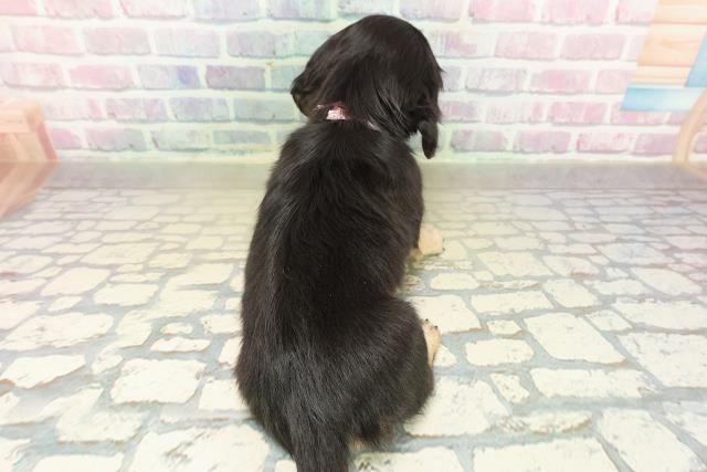 北海道のミニチュアダックスフンド(ロング) (Coo&RIKU札幌東店/2025年11月9日生まれ/女の子/ブラックイエロー)の子犬の4枚目の画像