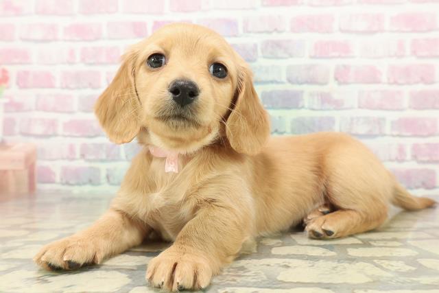 山形県のミニチュアダックスフンド(ロング) (Coo&RIKUイオンタウン酒田店/2025年11月9日生まれ/女の子/イエロー)の子犬の2枚目の画像