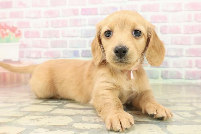 山形県のミニチュアダックスフンド(ロング) (Coo&RIKUイオンタウン酒田店/2025年11月9日生まれ/女の子/イエロー)の子犬の3枚目の画像