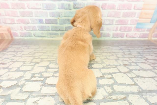 山形県のミニチュアダックスフンド(ロング) (Coo&RIKUイオンタウン酒田店/2025年11月9日生まれ/女の子/イエロー)の子犬の4枚目の画像