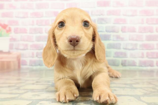 千葉県のミニチュアダックスフンド(ロング) (Coo&RIKUコメリパワー旭店/2025年11月9日生まれ/女の子/イエロー)の子犬の1枚目の画像