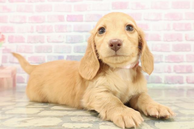 千葉県のミニチュアダックスフンド(ロング) (Coo&RIKUコメリパワー旭店/2025年11月9日生まれ/女の子/イエロー)の子犬の3枚目の画像