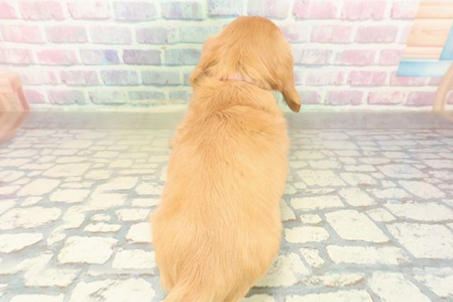 千葉県のミニチュアダックスフンド(ロング) (Coo&RIKUコメリパワー旭店/2025年11月9日生まれ/女の子/イエロー)の子犬の4枚目の画像